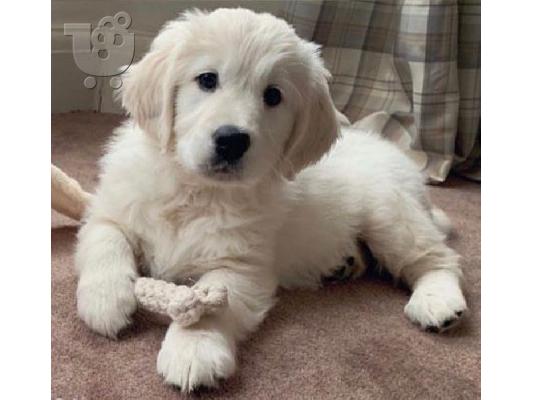 PoulaTo: Όμορφα κουτάβια Golden Retriever